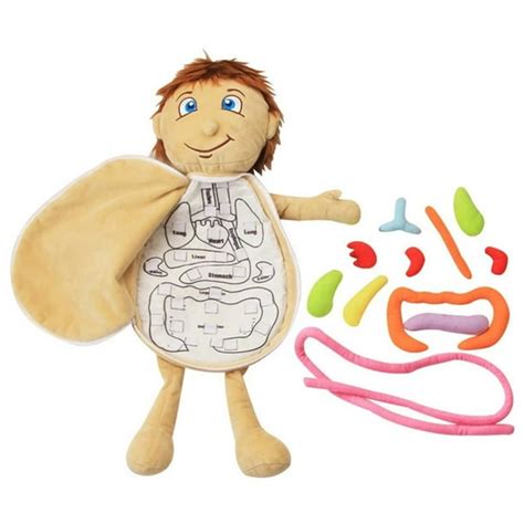 organ soft toys|human body toys for kids.